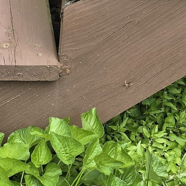 Coco's Home Improvement